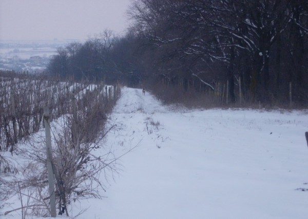 Căprioara